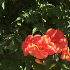 Trumpet Vine