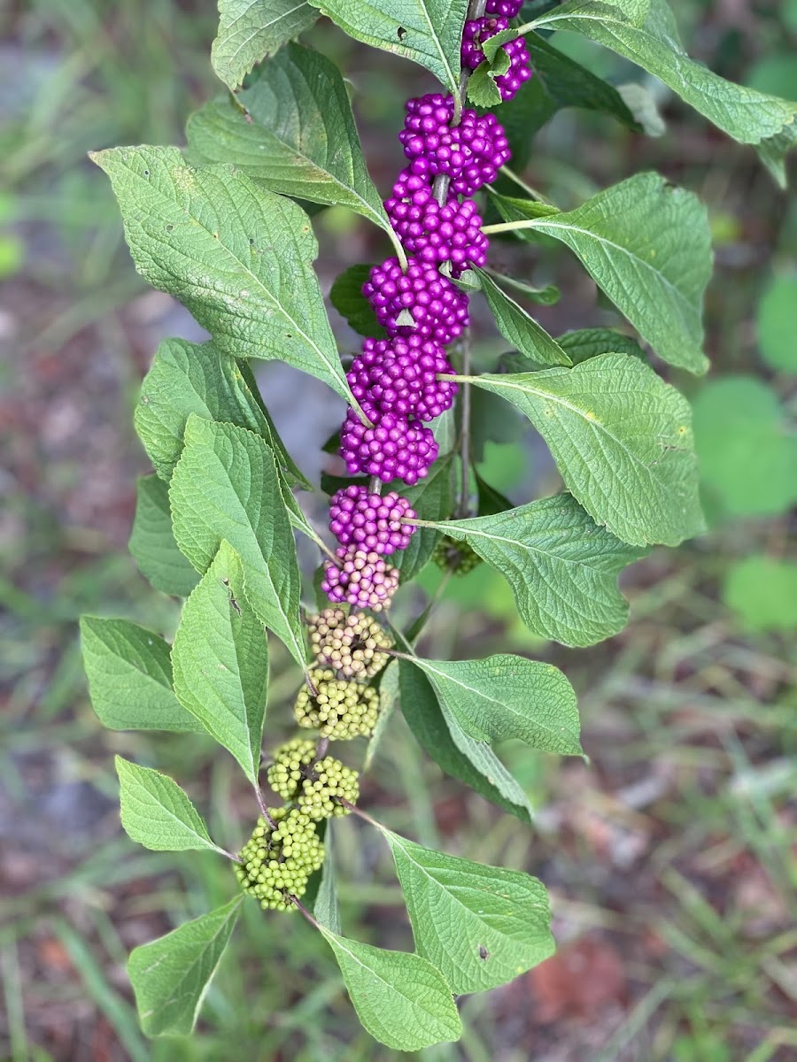 Beautyberry