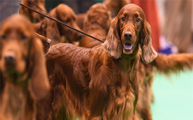 Irish Setter Themes & New Tab