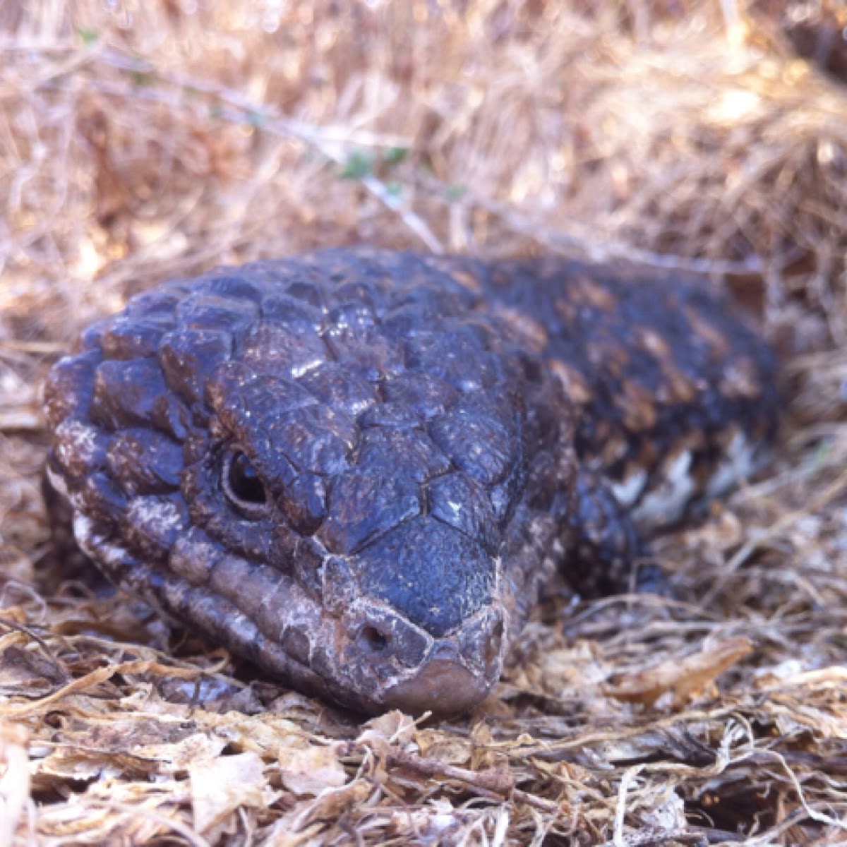 Stumpy tail lizard