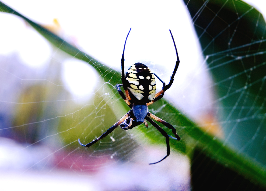 Yellow Garden Spider