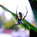 Yellow Garden Spider