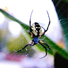 Yellow Garden Spider