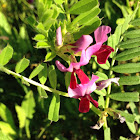 Spring Vetch