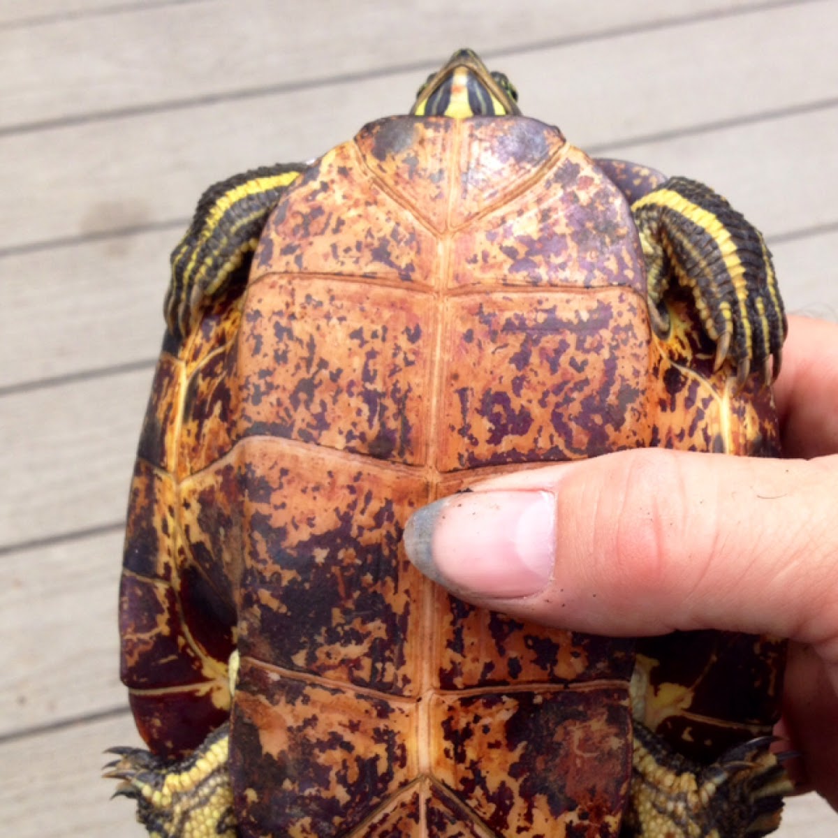 red bellied cooter