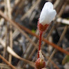 Dwarf Sundew