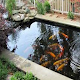Download fish pond design. For PC Windows and Mac 4.0