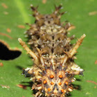 Caterpillar of Commander Butterfly