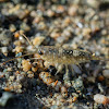 Western sea roach