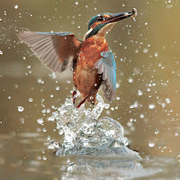 Kingfisher di 