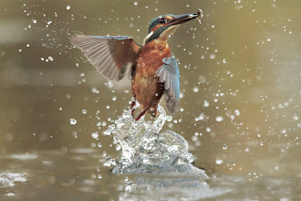 Kingfisher di Jordan