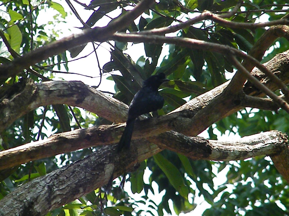 Greater Racket-tailed Drongo