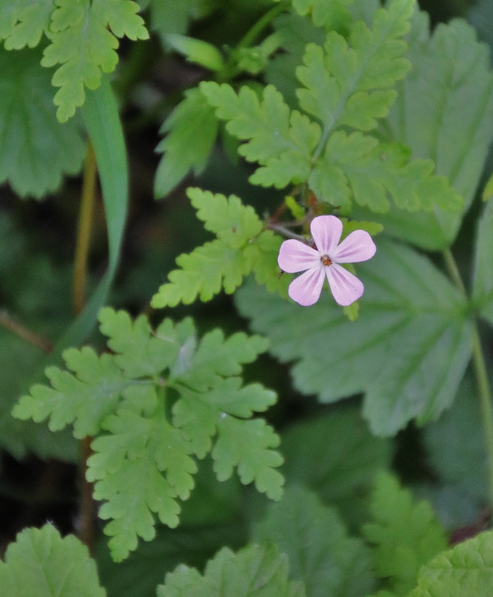 Herb-Robert