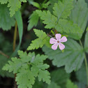 Herb-Robert