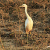 Little Blue Heron