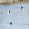 Pochard; Porrón Común