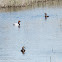 Pochard; Porrón Común