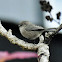 Bushtit (female)