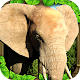 Elephant Simulator Download on Windows