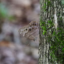 Northern pearly-eye