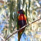 Rainbow Lorikeet