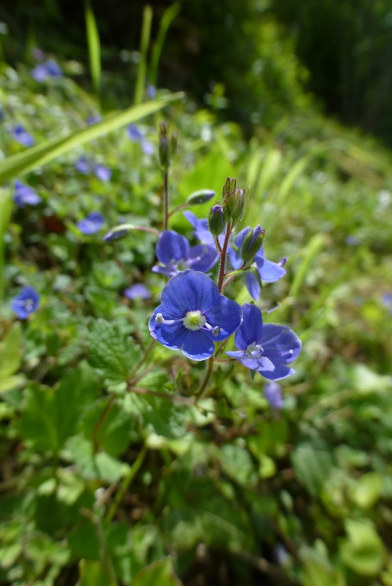 Germander Speedwell