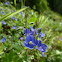 Germander Speedwell