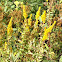 Canada Goldenrod