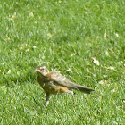 American Robin (Juvenile)