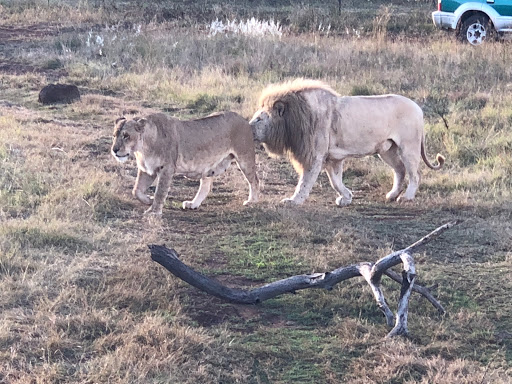 New & Improved Lions Park South Africa 2018