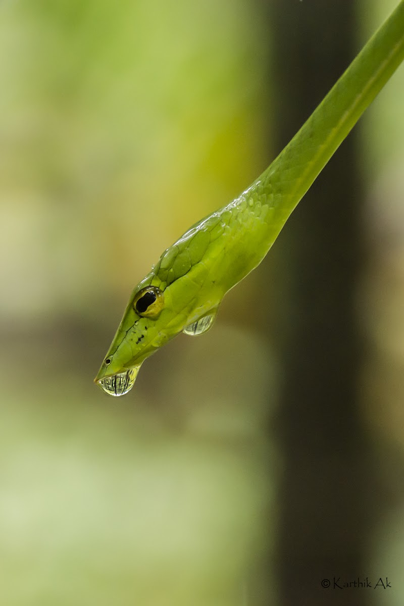 Green Vine Snake