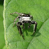 Black-and-White Jumper