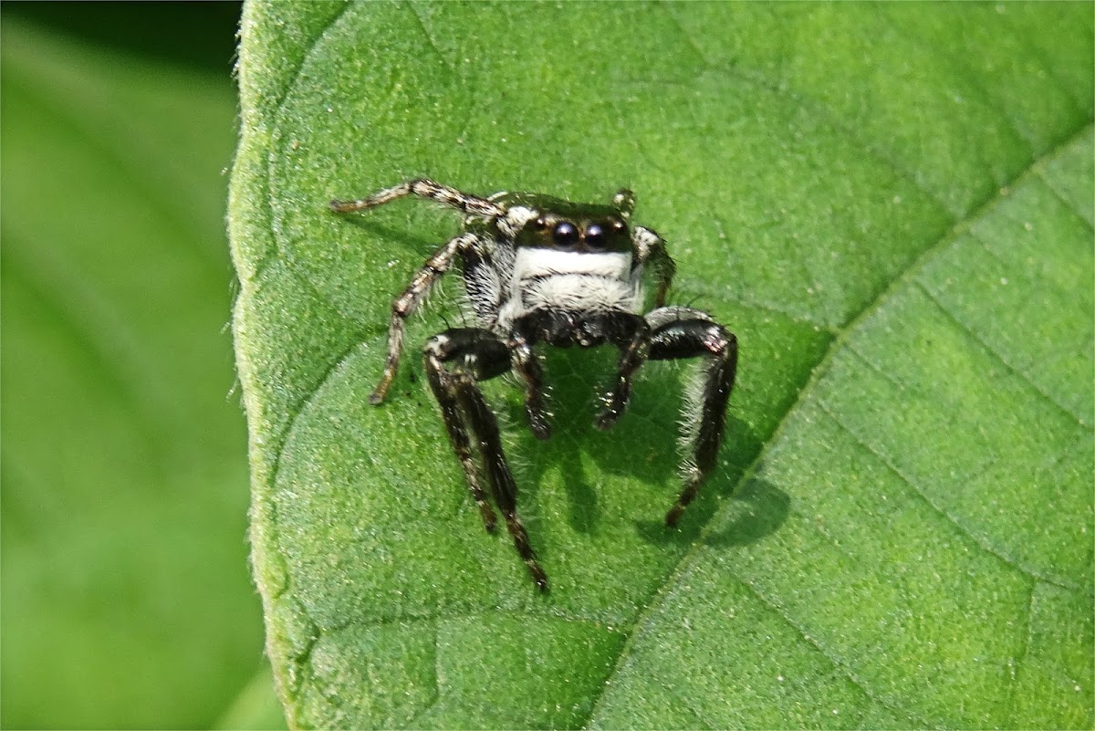 Black-and-White Jumper