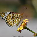 Indian Fritillary