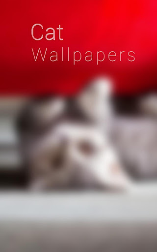 Cat Wallpaper HD
