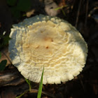 mushroom