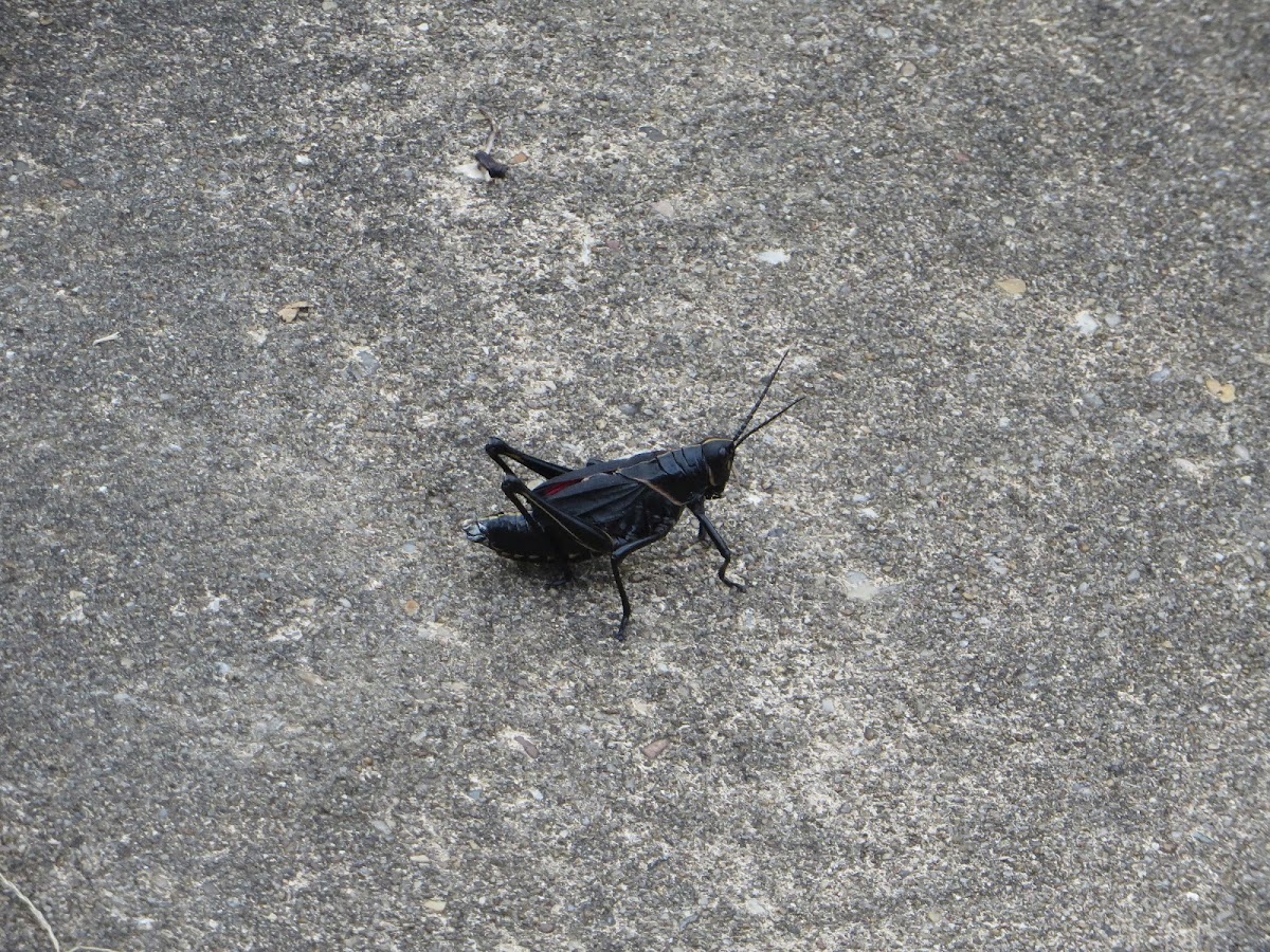 Eastern lubber grasshopper