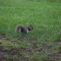 Eastern Grey Squirrel