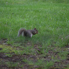 Eastern Grey Squirrel