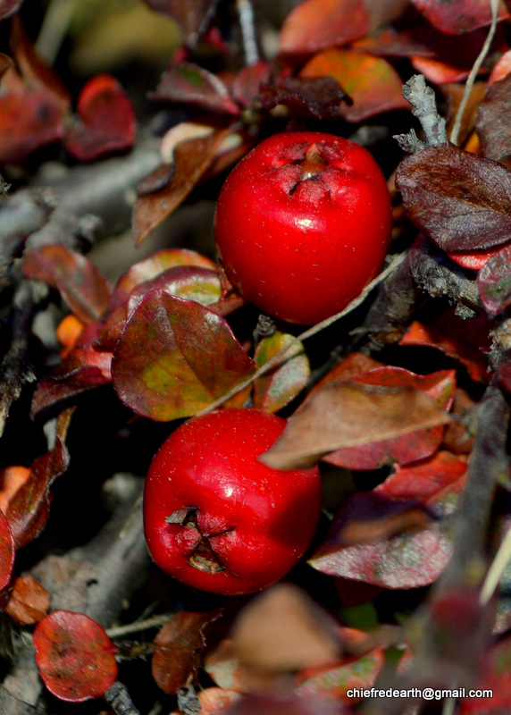 Cotoneaster plant