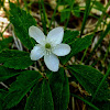 Wood Anemone