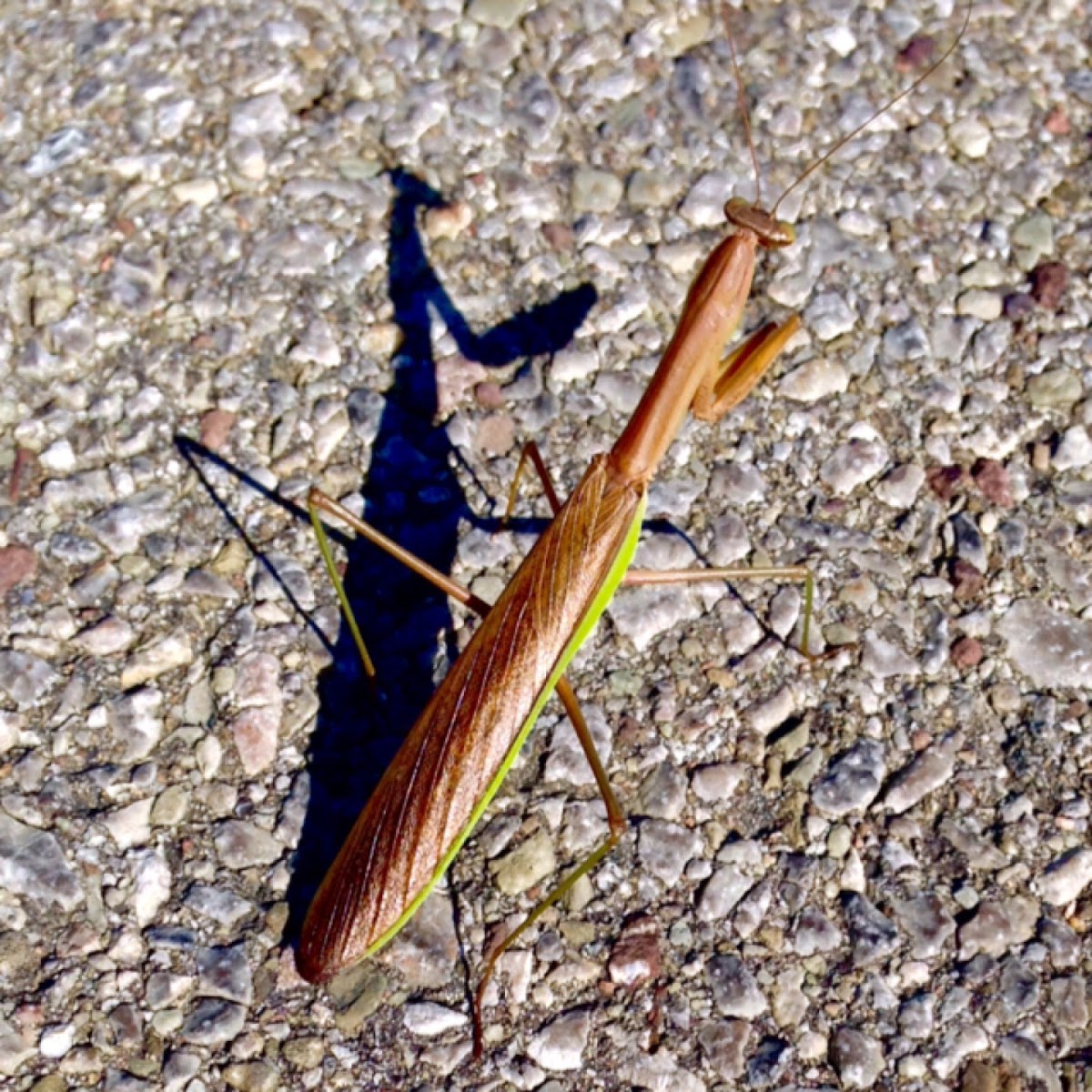 Praying Mantis