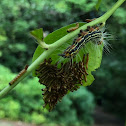 Yellow-Necked Caterpillar