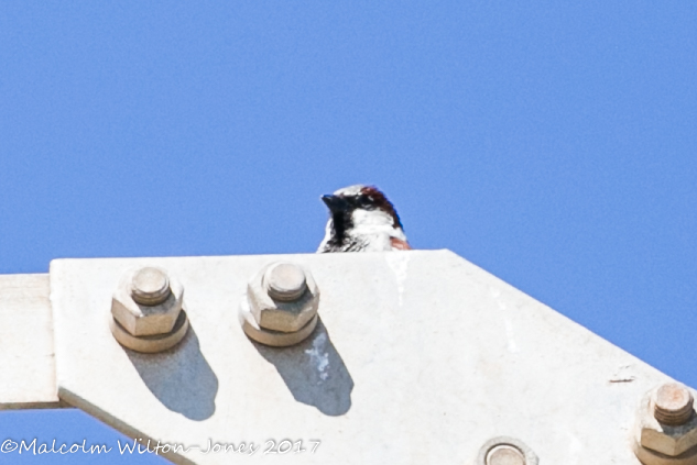 House Sparrow; Gorrión Común