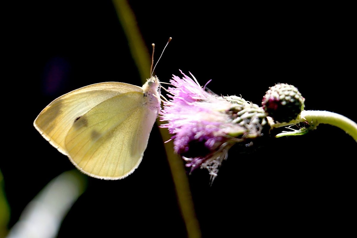 cabbage butterfly