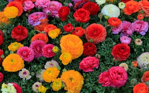 A Profusion of Layered Ranunculus screenshot 1
