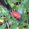 Giant Shield Bug Nymph