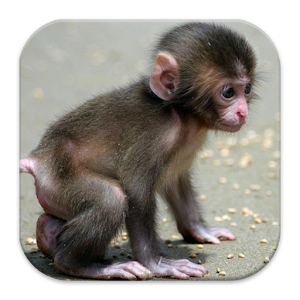  Cute  Animal  Babies  Wallpaper  Android Apps  on Google Play