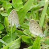 Lesser Grass Blue