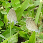 Lesser Grass Blue